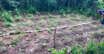 Stire din Eveniment : Prinși de polițiști în timp ce cultivau cannabis