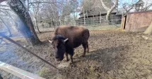 Stire din Social : Microrezervația din Constanța are un nou locatar. Îl cheamă Geo, și are șapte luni