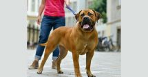 Proprietarii anumitor rase de câini obligați prin lege să încheie polițe de asigurare pentru aceștia