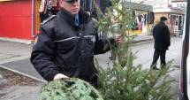 Stire din Eveniment : Peste 13.000 de brazi tăiați ilegal, confiscați de Poliție