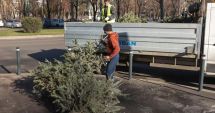 Stire din Social : Ce facem cu brazii după Sărbători? Amenzi de sute de lei pentru cei care îi aruncă pe stradă sau în faţa blocului