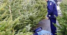 Sute de brazi de Crăciun confiscați de Poliția Română