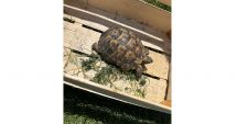 Stire din Social : Broască țestoasă dobrogeană, scoasă la vânzare pe internet. Protecția Animalelor a intervenit