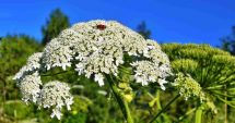 Stire din Sănătate : Plantă cunoscută pentru abilitatea sa de a accelera vindecarea rănilor
