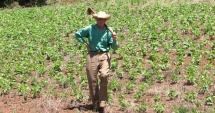 Stire din Fun : Bulă, mare agricultor