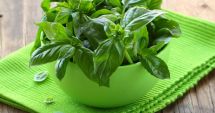 Stire din Sănătate : Busuiocul contribuie la reducerea stresului oxidativ