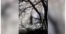 Stire din Eveniment : Cadavrul unui pui de urs a fost găsit atârnând într-un copac