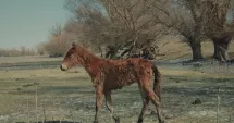 Stire din Social : Strigăt de ajutor din Delta Dunării! Sute de cai în lupta cu gerul și foamea