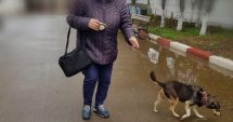 Stire din Social : V-a fost luat câinele? Așa îl puteți revendica
