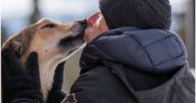 Stire din Actualitate : Un câine dispărut în timpul unei curse cu sănii din Alaska a fost găsit după trei luni
