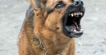 Stire din Eveniment : Un tânăr aflat în vizită la un vecin i-a ucis câinele cu ranga, pentru că ar fi vrut să îl muște