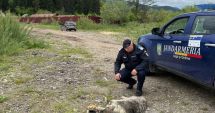 Stire din Eveniment : Poliţiştii fac cercetări după ce o femeie a legat un câine de o maşină pentru a-l abandona
