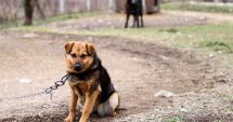 Stire din Actualitate : Noi reguli privind ținerea câinilor în curte. Ce amenzi pot primi proprietarii care nu le respectă