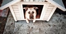 Stire din Eveniment : Vecinii l-au filmat, poliția l-a reținut. Bărbat acuzat de zoofilie asupra unui câine