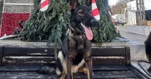 Stire din Eveniment : Tessa, partenerul canin al polițiștilor din Medgidia, în acțiune