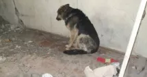 Stire din Social : Gest de neconceput! Și-a legat câinele de gard și l-a părăsit