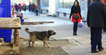 Stire din Politică-Administrație : Maidanezii s-au reîntors în cartiere. Primăria Constanța nu cade la pace cu iubitorii de animale
