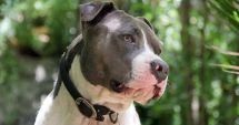 Stire din Actualitate : Un câine dispărut şi-a regăsit stăpâna după 12 ani