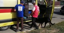 Stire din Social : Câinele periculos din Valu lui Traian, preluat de firma de ecarisaj
