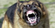 Stire din Eveniment : CÂINE AGRESIV, ABANDONAT DE STĂPÂN PRINTRE COPII, ÎN ȚARA PITICILOR DIN TĂBĂCĂRIE!