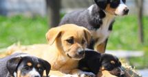 Stire din Social : Adăpostul de animale, închis de Paşte pentru cei care vor să adopte un câine