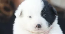 Stire din Social : Adoptați! Oferiți-le a doua șansă cățeilor abandonați din Constanța!