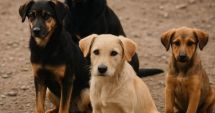 Stire din Social : Dezbatere publică privind gestionarea câinilor fără stăpân
