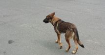 Stire din Social : Maidanezii se plimbă în voie, pe faleză și pe plaje, turiștii sunt îngroziți