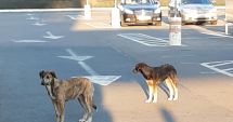 Stire din Social : Câinii fără stăpân, clienți fideli ai supermarketurilor. "Până când vom avea străzile pline de potăi?"
