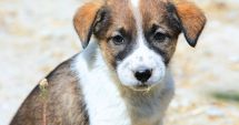 Stire din Social : Microciparea și sterilizarea, soluții optime pentru rezolvarea problemei animalelor cu sau fără stăpân la Constanţa