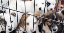 Stire din Social : Ce se întâmplă cu câinii comunitari din Constanța. Anunț de la Primărie