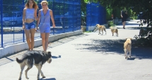 Stire din Social : Invazia maidanezilor la Constanța. Câinii fără stăpân terorizează cartiere întregi