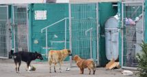 Stire din Social : Teroare din cauza câinilor comunitari. "Este nevoie ca vreun copil să fie desfigurat?"