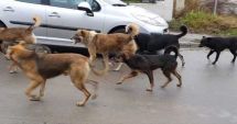 Stire din Eveniment : CÂINII MAIDANEZI FAC O NOUĂ VICTIMĂ! Copilă de cinci ani, muşcată de faţă în timp ce se juca pe stradă