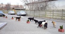Câinii agresivi din Constanţa, capturaţi de pe domeniul public cu tranchilizante