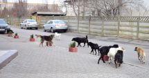 Stire din Politică-Administrație : Câinii din Constanța, în atenția USR. Poate Primăria Constanța să-i sterilizeze gratuit?