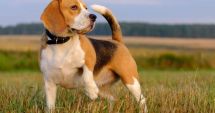Stire din Actualitate : Mii de câini din rasa Beagle au fost salvați dintr-o pepinieră, înainte să ajungă cobai