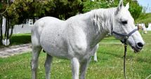 Stire din Eveniment : Jandarmeria Română oferă spre adopţie un cal în vârstă de aproape 18 ani