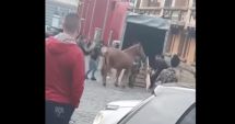 Incident revoltător: Cal bătut la parada junilor din Brașov
