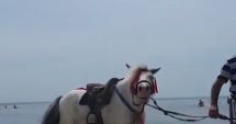 Stire din Social : Ponei salvaţi după ce au fost chinuiţi pe plajă, pentru fotografii