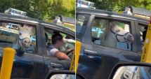 Stire din Actualitate : Imagini virale: O femeie și-a urcat calul în mașină și a mers la fast-food să-i cumpere înghețată