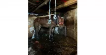 Stire din Eveniment : Recidivist arestat după ce și-a spânzurat câinele și și-a bătut calul. În trecut a incendiat un alt animal