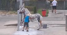 Stire din Actualitate : Un bărbat riscă pedeapsa cu închisoarea, după ce și-a spălat calul la o spălătorie auto