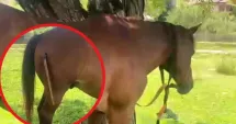 Stire din Eveniment : Cal lovit cu toporul în timpul unui scandal între mai multe persoane. Animalul a fost rănit grav