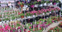 Stire din Economie : Natura mai aproape de oameni. AGRI Flora, în week-end, în parcarea de la VIVO!