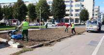 Stire din Politică-Administrație : Campanie de plantare a copacilor, în Mangalia