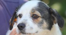 Stire din Social : Campania „Adoptă un cățel”. Peste 400 de suflete așteaptă să găsească cămine