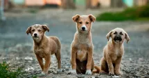 Stire din Social : Câinii abandonați se înmulțesc, dar unii proprietari refuză sterilizarea gratuită oferită de autorități