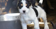 Stire din Social : Tu poți fi șansa lui la viață! Campanie de adopţie a câinilor