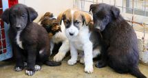 Campanie de adopție a câinilor comunitari, la Constanța